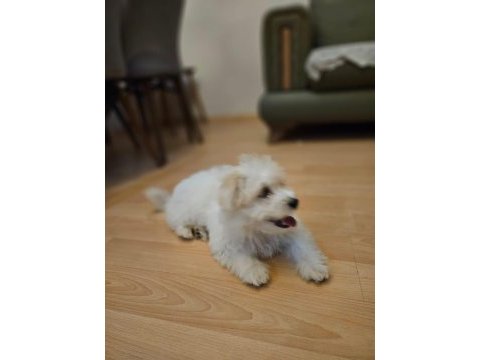 Köpeğimiz 3 aylık dünya tatlısı