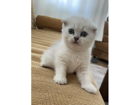 Anne baba şecereli dişi scottish fold