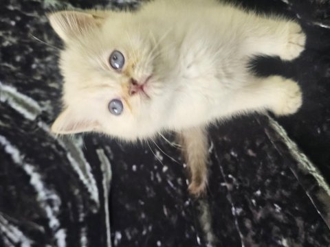 Safkan anne ve babadan british shorthair