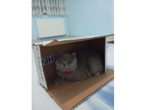 British shorthair lilak erkek sahiplendirilecek