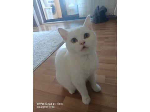 British shorthair kedim sahiplendirilecektir