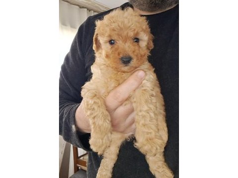 Mükemmel toy poodle yavrular