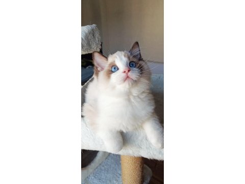 Show kalite erkek ragdoll yavrumuz yeni ailesini arıyor