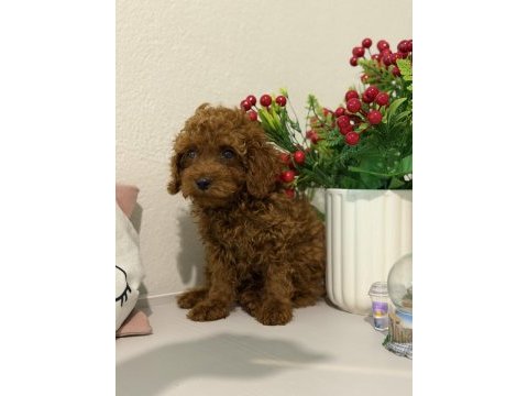 En güzelinden toy poodle