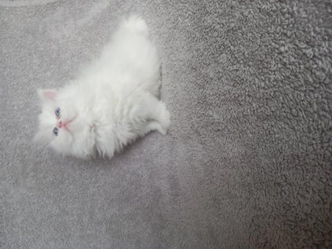 Teslime hazır dişi chinchilla bebekler