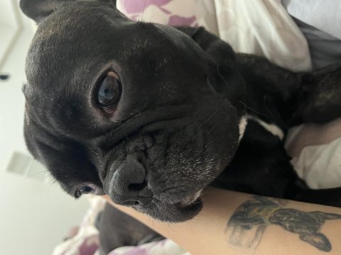 Artık bakamadığım için köpeğimi ücretsiz sahiplendiriyorum