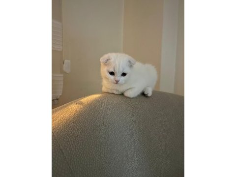 Evin neşesi safkan yavru scottish fold