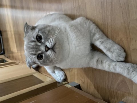 Dünyanın en uslu scottish fold kedisi