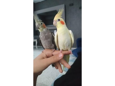 Full artı full sultan papağanı (çift)