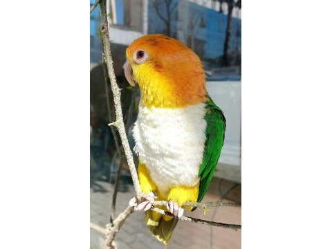 Çok oyuncu kayık papağanı evcil