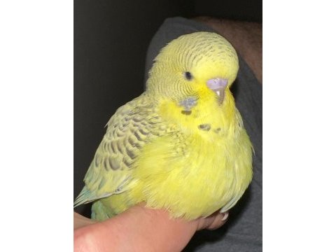 2 aylık el besleme erkek jumbo muhabbet kuşu