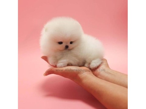 Pomeranian teddy face surat