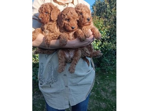 Toy poodle bebek köpekler