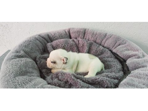 Bakmadan geçme uygun oyuncu french bulldog