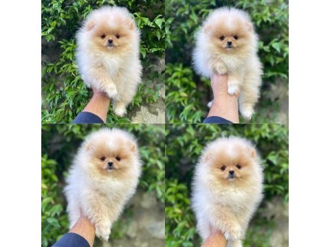 Sakarya pomeranian
