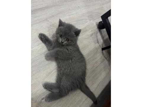 British shorthair erkek yavrularimiz