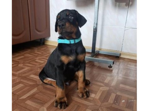 Orijinal estetikli ve estetiksiz doberman yavrular