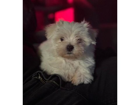 Sıfır boy maltese terrier
