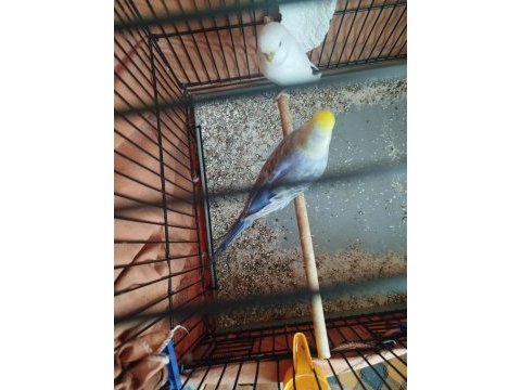 Güzel muhabbet kuşlar
