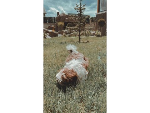 Irk sağlık garantili kimlikli bebek shih tzu
