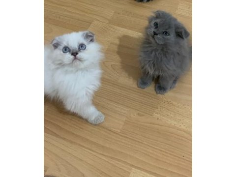 Yeni yuva arıyor british longhair