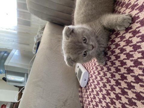 2 aylık scottish fold erkek sahiplendiriyorum