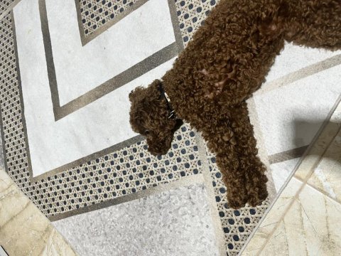 9 aylık toy poodle