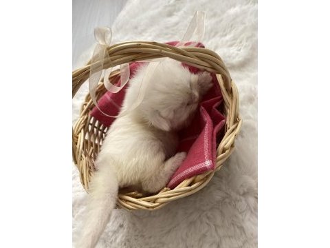 Kar beyaz british longhair uzun tüy yumağı