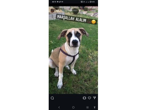 Köpeğimiz kaju yu sahiplendirmek istiyoruz