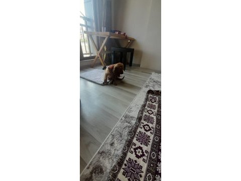 3 aylık dişi american cocker yavrumuz