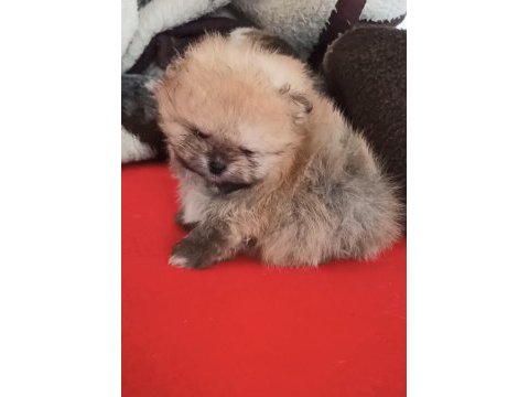 Orijinal pomeranian boo