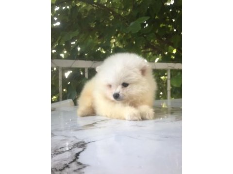 Pomeranian boo yavrularım teslime hazırlar