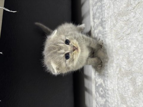 Erkek scottish fold kırık kulak kedimiz 25 günlük