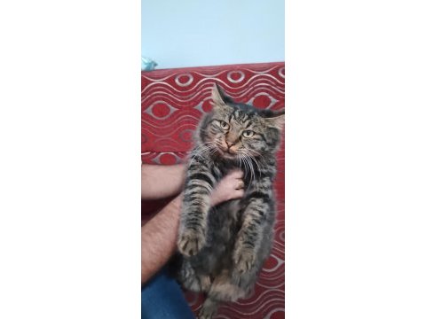 İran kedisi cinsi