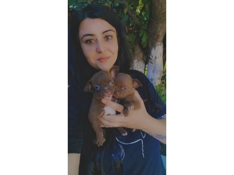 Chihuahua şivava yavrularımız
