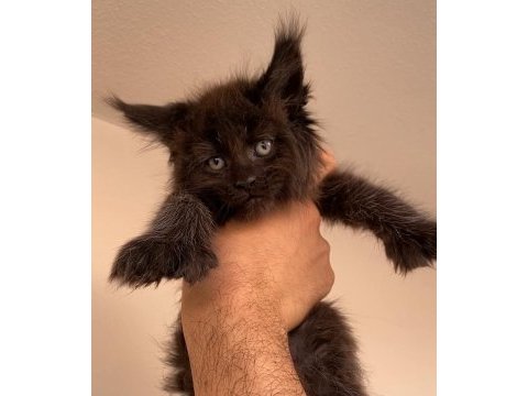 Polydactly 6x6x6x6 erkek maine coon yavru