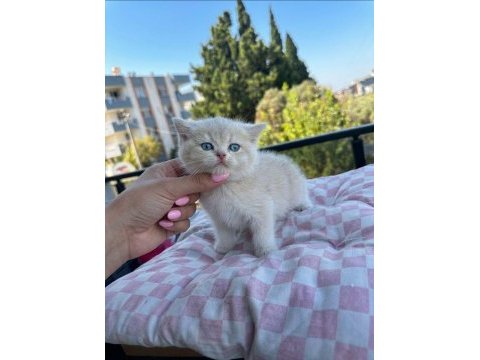 Golden seri cy-ay muhteşem güzellikler rezerve açık kediler