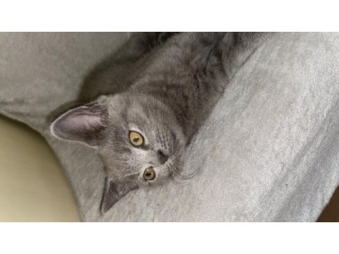 Yavru british shorthair erkek yavru