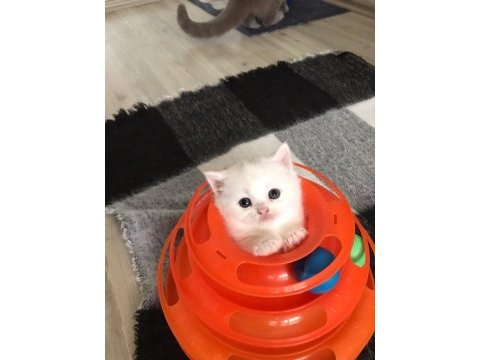 Güzel ailelerimize güzel kedilerimiz