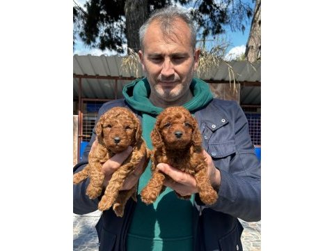 Çok tatlı toy poodle yavrularımız