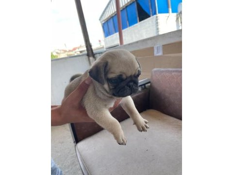 Sağlıklı pug mops yavrularımız