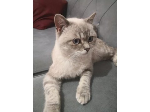 7 aylık erkek british shorthair yavruma yuva