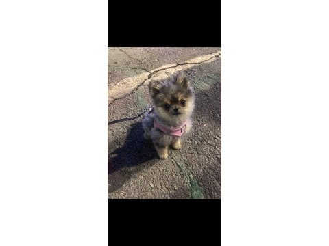 Pomeranian boo uyguna