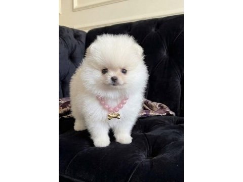 Pomeranian boo tea cup