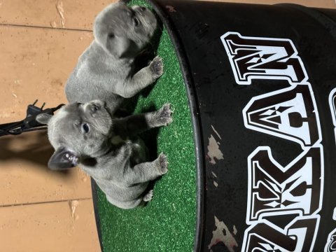 Anatomi güzeli french bulldog yavrularımız