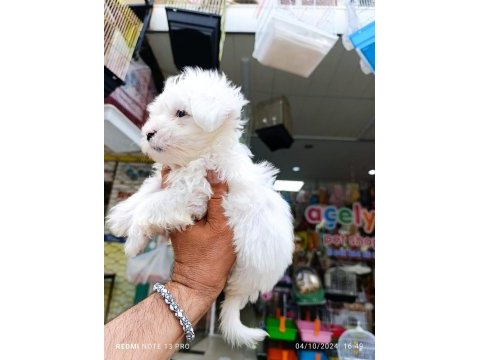 Teslime hazır maltese