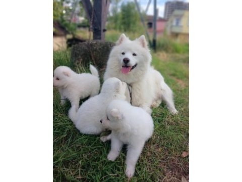 45 günlük anne baba safkan sağlıklı köpekler