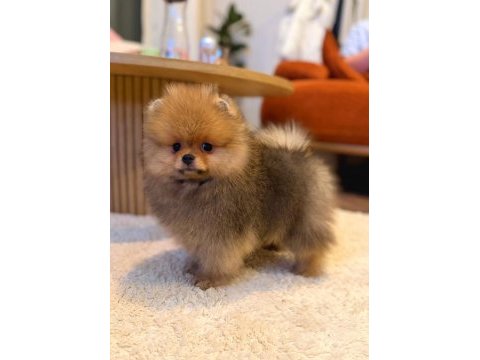 Pomeranian boo ayı surat yavrularımız
