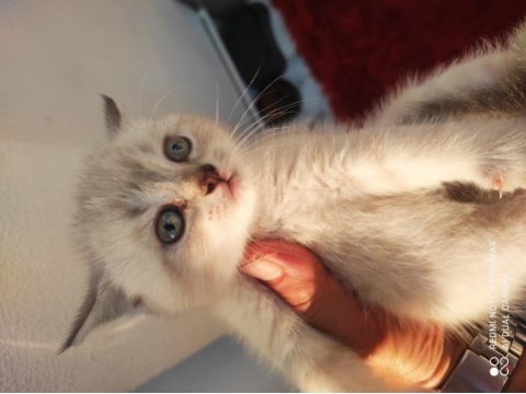 British shorthair yavrular