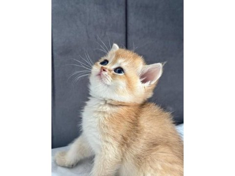 A kalite british shorthair gold yavrular